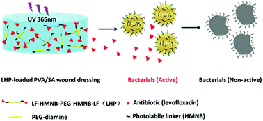 Graphical abstract: A photo-cleavable polyprodrug-loaded wound dressing with UV-responsive antibacterial property