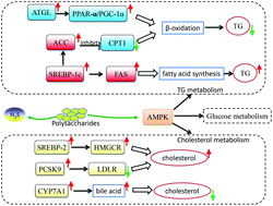 Graphical abstract: Polysaccharides derived from natural sources regulate triglyceride and cholesterol metabolism: a review of the mechanisms