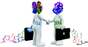 Graphical abstract: 2-Deoxyribose-5-phosphate aldolase, a remarkably tolerant aldolase towards nucleophile substrates