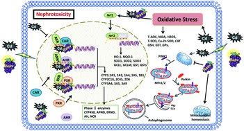 Graphical abstract: Ameliorative effects of resveratrol against cadmium-induced nephrotoxicity via modulating nuclear xenobiotic receptor response and PINK1/Parkin-mediated Mitophagy