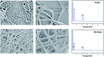 Graphical abstract: Toward improved wound dressings: effects of polydopamine-decorated poly(lactic-co-glycolic acid) electrospinning incorporating basic fibroblast growth factor and ponericin G1