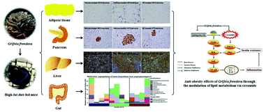 Graphical abstract: Anti-obesity effects of Grifola frondosa through the modulation of lipid metabolism via ceramide in mice fed a high-fat diet