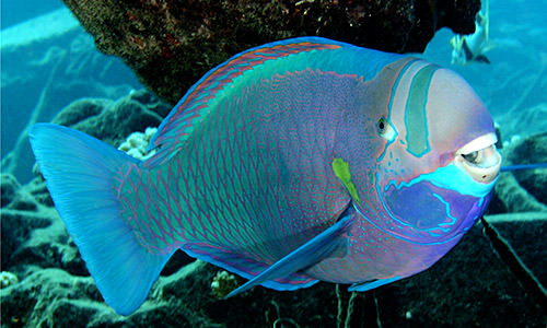 A cheery spectacled parrotfish (Chlorurus perspicillatus) swims through the reef at Midway Atoll, Papahānaumokuākea Marine National Monument