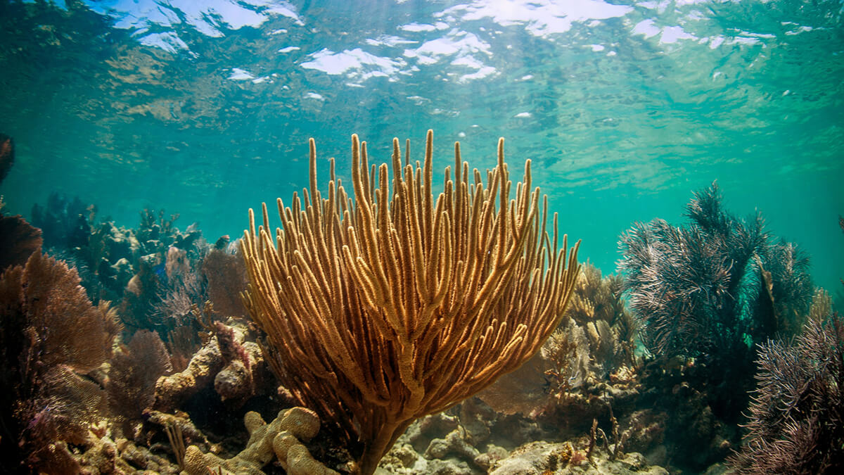 light shines through the water onto corals