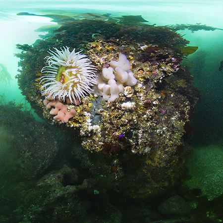 fish eating anemone