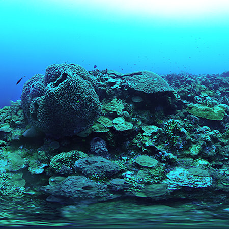 Barrel sponge at East Garden Bank