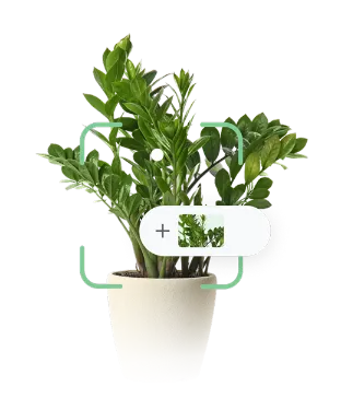 Illustration of a potted green plant