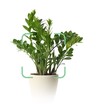 Illustration of a potted green plant