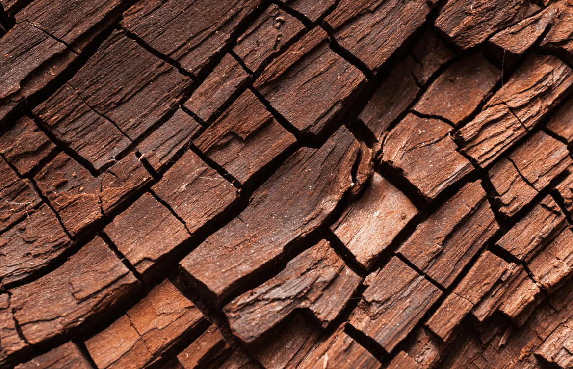 CLOSE UP OF A tree bark.