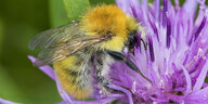 Eine Hummel sitzt auf einer Blüte.