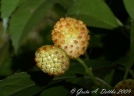 Hennecartia omphalandra