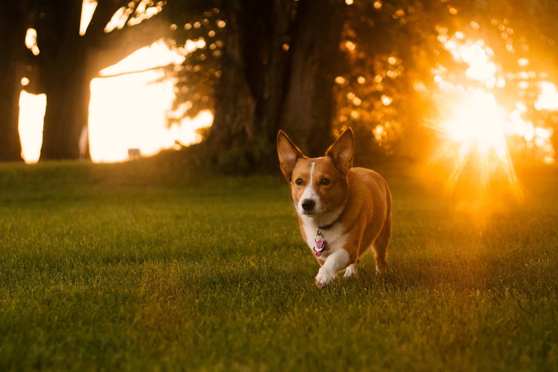 Corgi Wallpaper