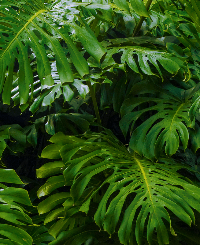 Monstera Leaves