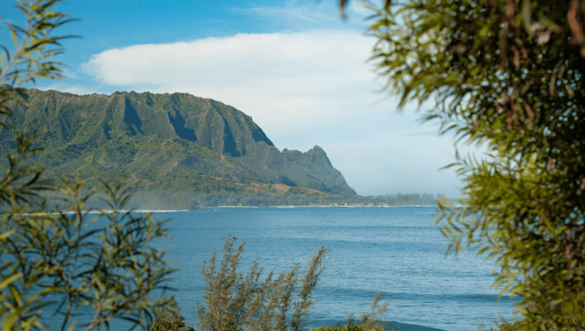 Landscape of the beach with trees at the front and ocean with cliff at the background