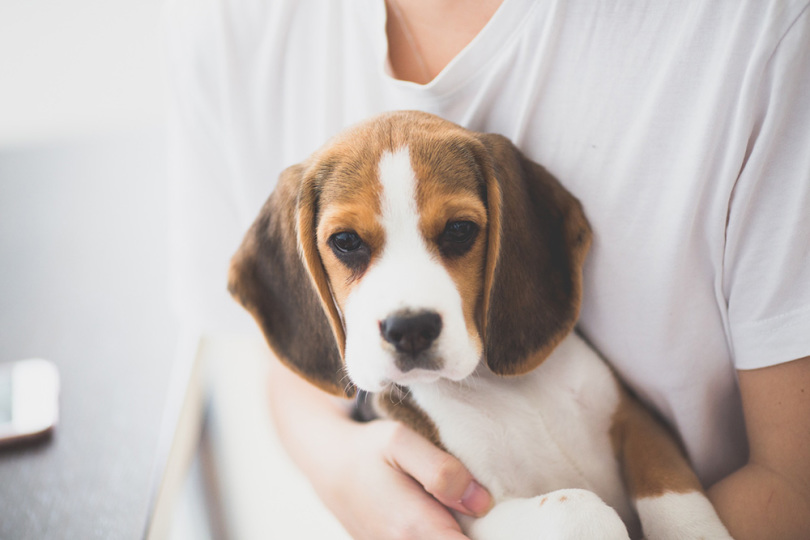 Viajar con mascotas