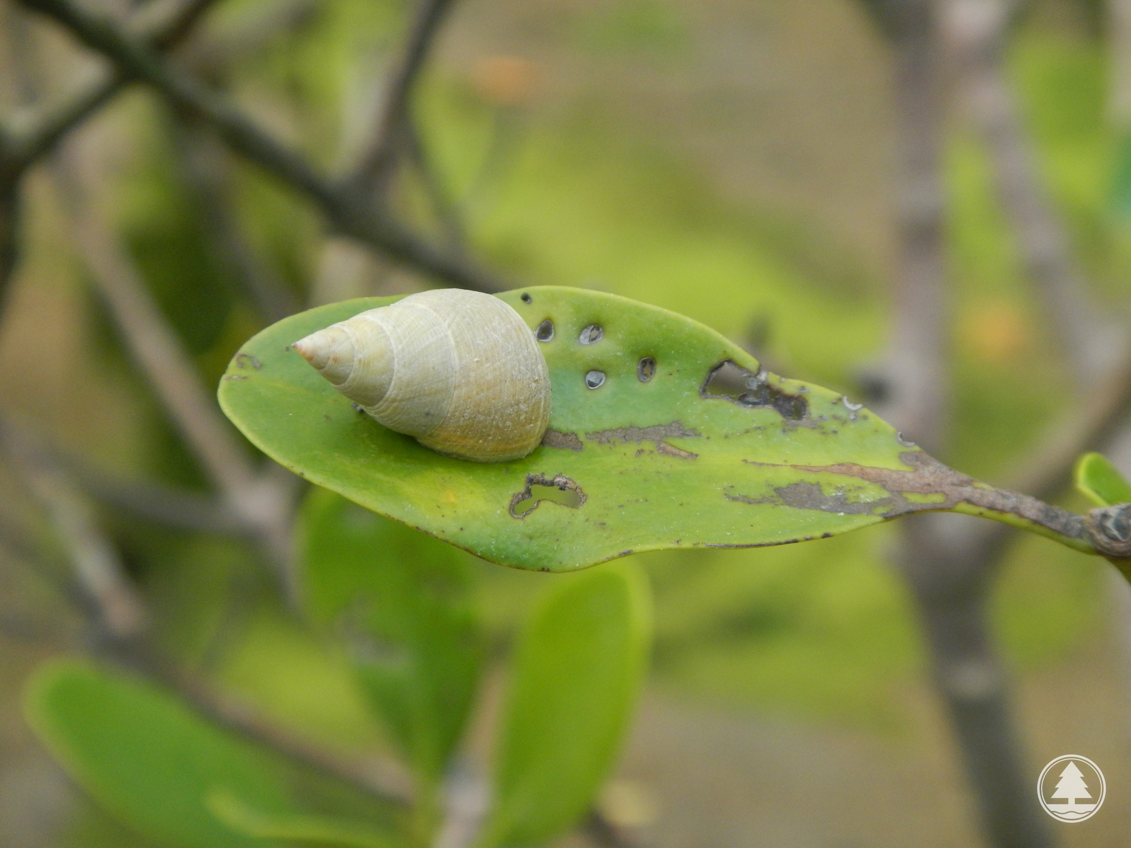 Littoraria melanostoma