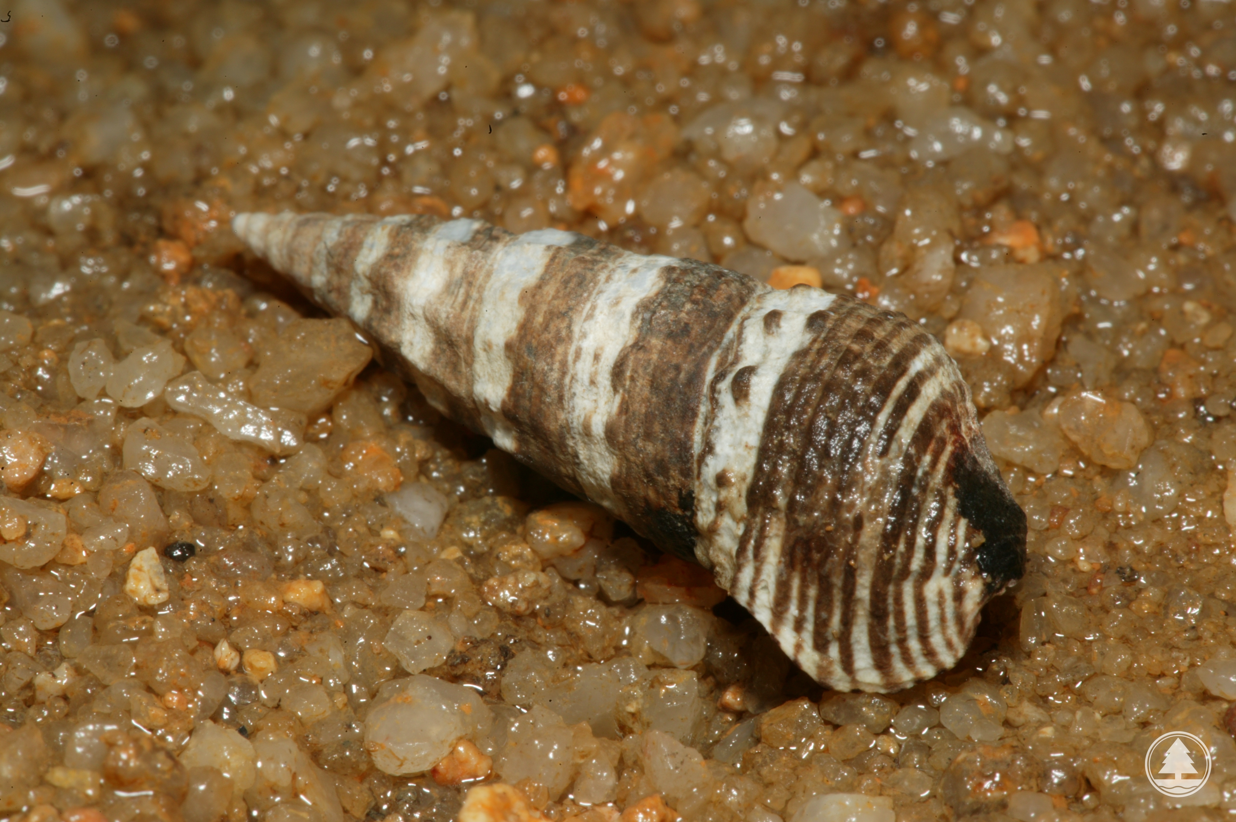 Batillaria zonalis