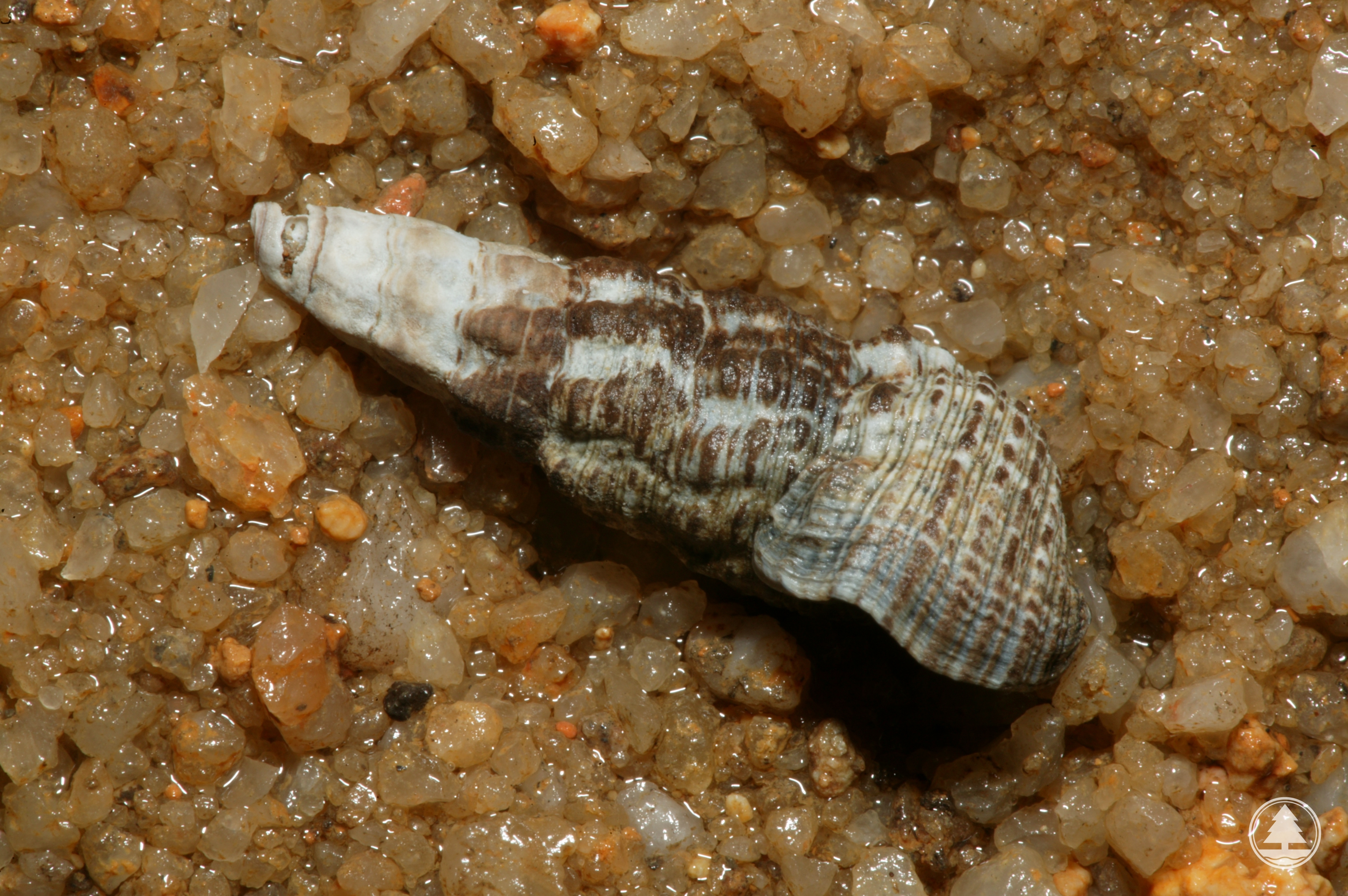 Batillaria multiformis