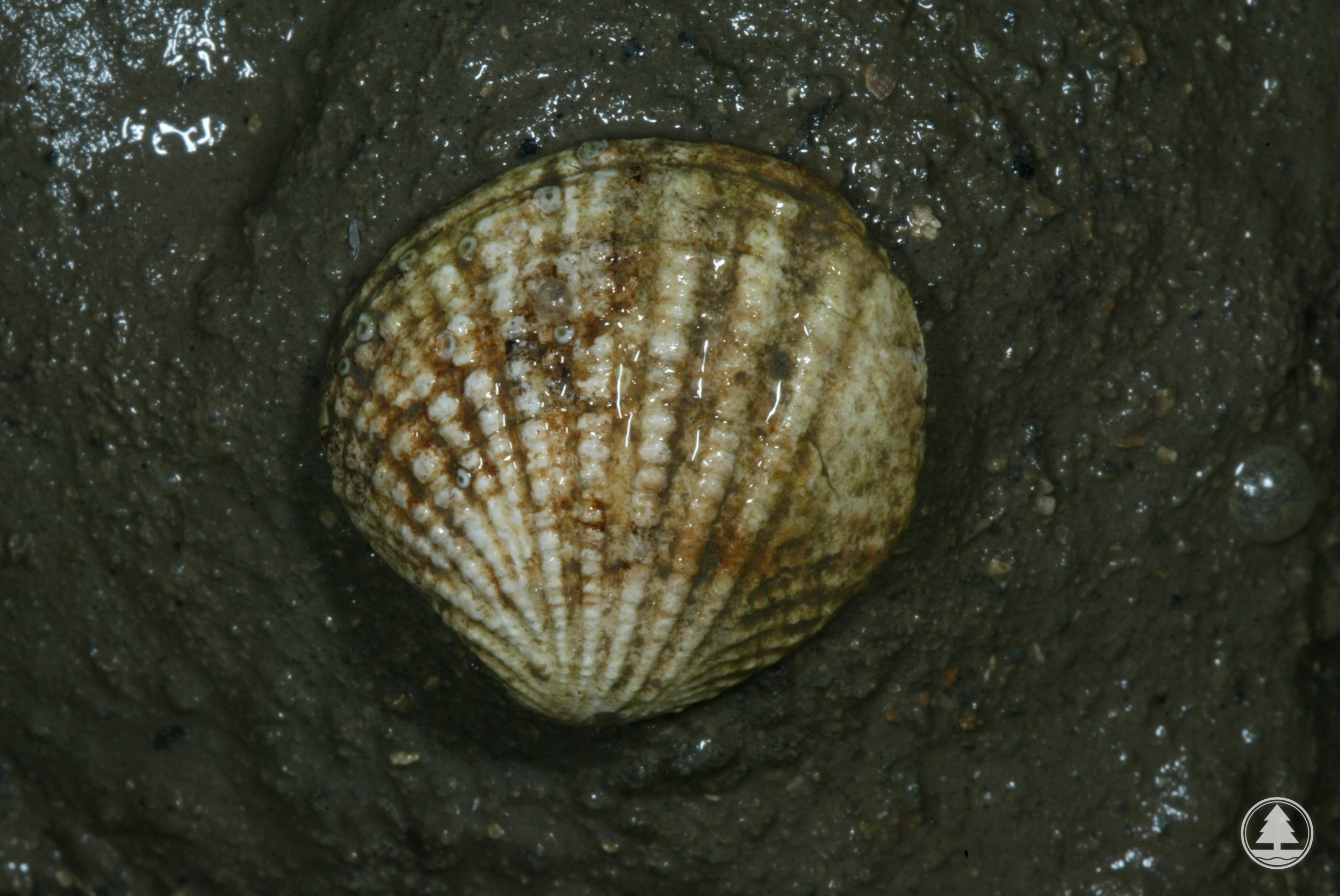 Gafrarium pectinatum