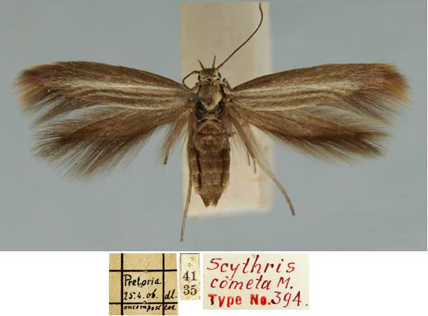 /filer/webapps/moths/media/images/C/cometa_Scythris_HT_TMSA.jpg