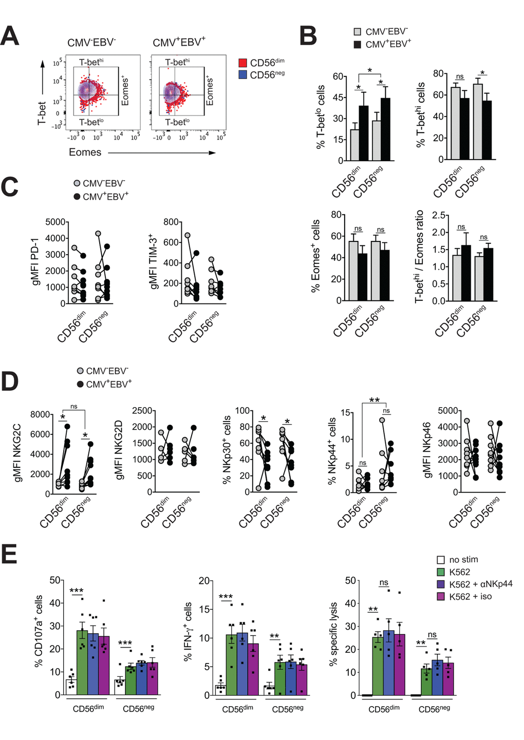 CD56neg NK cells lack features of exhausted cells. (A) Overlay contour plot analysis comparing T-bet and Eomes expression in CD56dim (red) and CD56neg (blue) NK cells from a representative CMV–EBV– (left panel) and CMV+EBV+ (right panel) donor. Gating strategy for T-bet-high (T-bethi), T-bet-low (T-betlo) and Eomes-positive (Eomes+) cells is indicated. (B) The percentage of T-betlo, T-bethi and Eomes+ cells, as well as the T-bet / Eomes ratio (Tbethi / Eomes+) are shown in CD56dim versus CD56neg NK cells from CMV–EBV– (gray bars, n=8/11) and CMV+EBV+ (black bars, n=8/14) donors analyzed as in (A). (C) PD1- and TIM-3 expression on CD56dim and CD56neg NK cells from CMV–EBV– (gray circles, n=8/11) compared to CMV+EBV+ (black circles, n=9/14) donors. (D) Cell surface expression of activating NK cell receptors NKG2C and NKG2D and natural cytotoxicity receptors NKp30, NKp44 and NKp46 on CD56dim and CD56neg NK cells from CMV–EBV– (gray circles, n=8/11) compared to CMV+EBV+ (black circles, n=9/14) donors. (C, D) Values are expressed as gMFI for unimodal data, and as % of positive cells for bimodal data. (E) FACS-sorted CD56dim and CD56neg NK cells were either left un-stimulated (empty bars), stimulated with K562 cells alone (green bars) or K562 cells and a blocking NKp44 monoclonal antibody (blue bars) or an isotype control (purple bars), respectively, and expression of CD107a, IFN-γ and target cell lysis was assessed as described. Experiments were performed on total PBMCs in (A-D) and on FACS-sorted CD56dim and CD56neg NK cells in (E). For parametric data mean ± SEM, for non-parametric data median ± IQR are shown. Data were analyzed by Student’s t-test and Mann-Whitney test, respectively. * p≤0.05, ** p≤0.005, *** p≤0.005, ns=not significant.