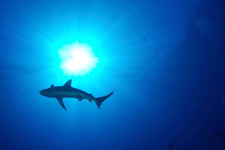 A shark swimming in the ocean with the sun shining through the water behind it