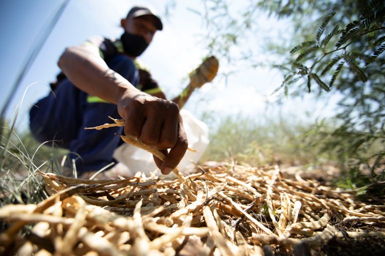 The honey mesquite shrub (Prosopis glandulosa, native to Mexico and the Southwestern US) was introduced to the Northern Cape, as well as neighbouring Namibia and Botswana, in the late 1800s.