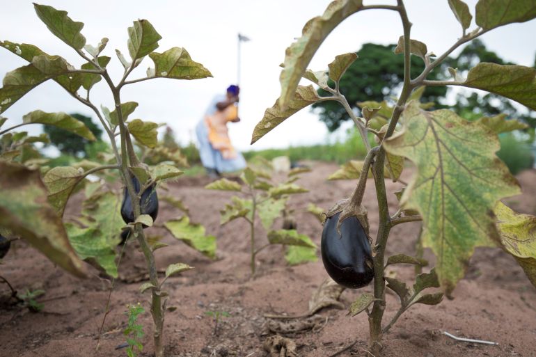 A farm worker in South Africa