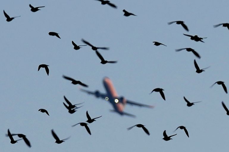 birds with aeroplane in background