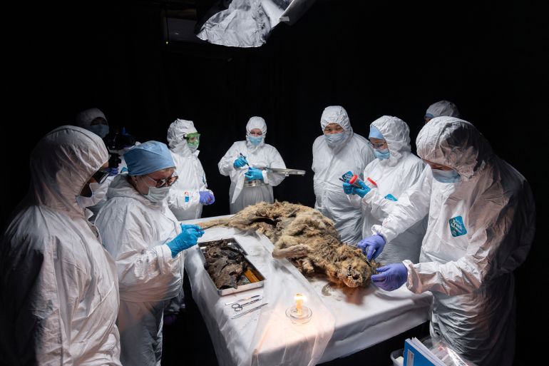 Scientists perform an autopsy of an ancient wolf