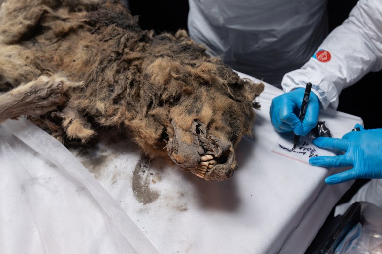 Scientists perform an autopsy of an ancient wolf, frozen in permafrost