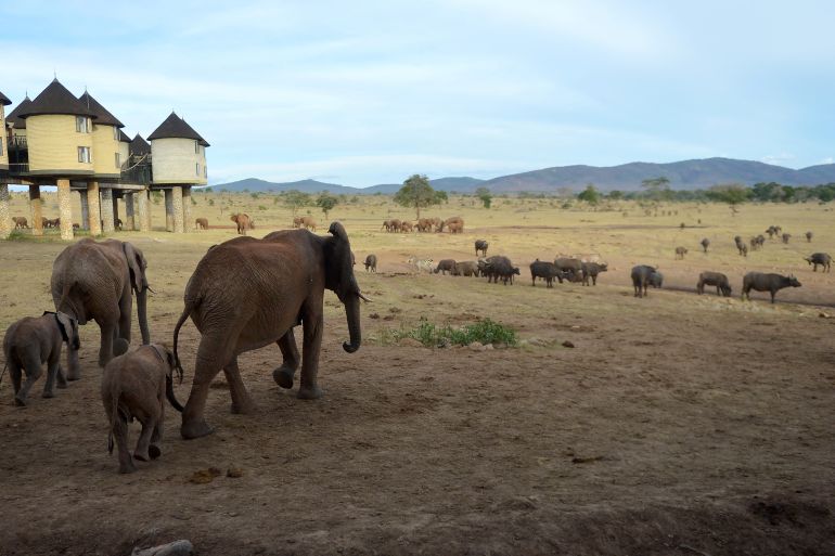 elephants in Kenya