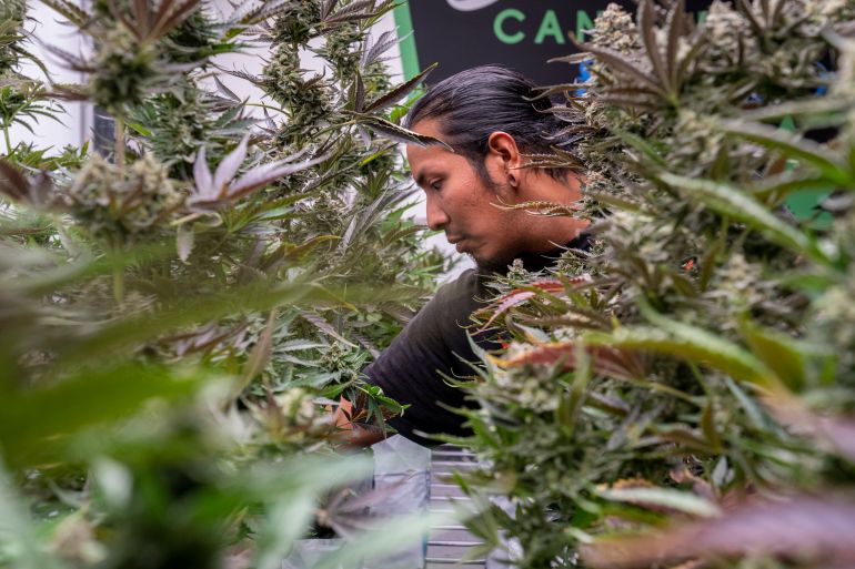 An Indigenous employee reaches between rows of marijuana plants.