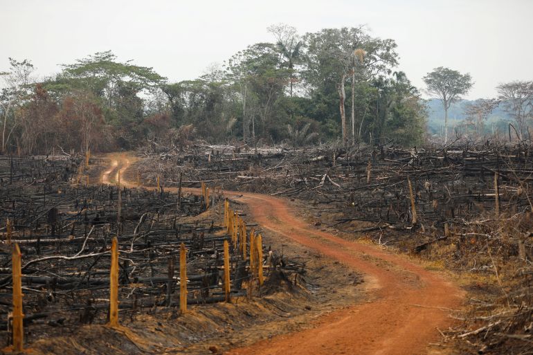 View of an illegal road during deforestation in Colombia