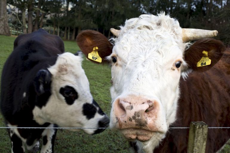 NZ cows