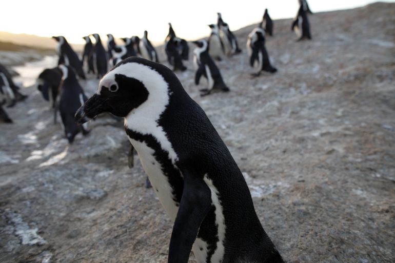 SIMONS TOWN, SOUTH AFRICA - JUNE 29: African penguins gather at the end of the afternoon at Boulders Beach June 29,2010 in Simon's Town, South Africa. The vulnerable species live in a penguin colony in False Bay that is part of Table Mountain National Park. Since breeding two pairs in 1982, the penguin colony has grown over the years to over 3,000. Tourists in country for the World Cup have brought double the usual numbers of people visiting the famous penguin breeding ground. (Photo by Paula Bronstein/Getty Images)