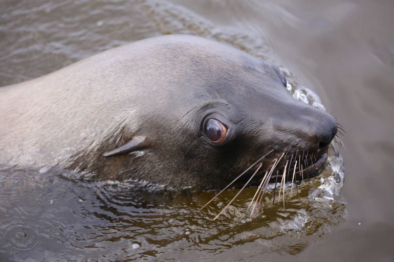 A healthy seal in Cape Town, South Africa