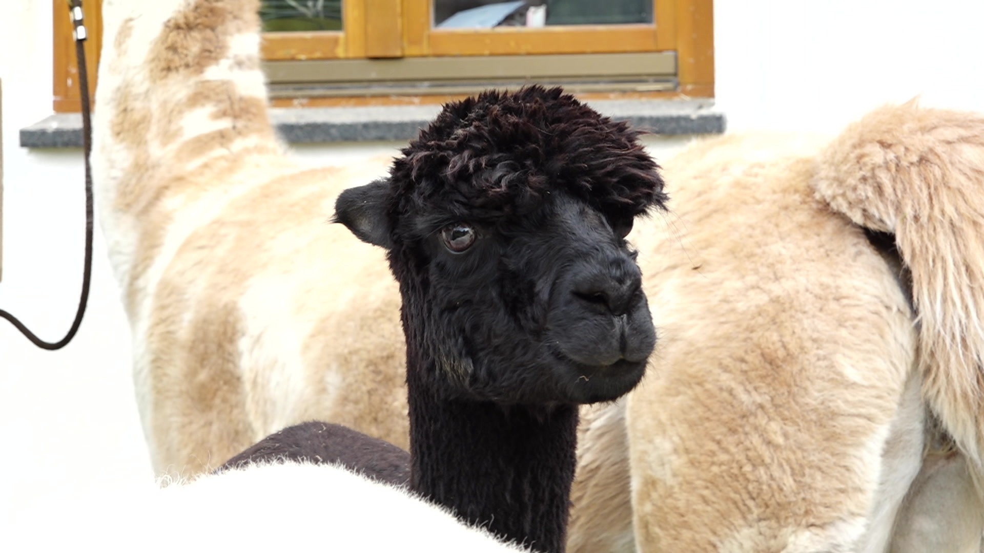 Tierische Therapeuten im Westallgäu: Lamas und Alpakas helfen Menschen mit Erkrankungen und Burn-Out.