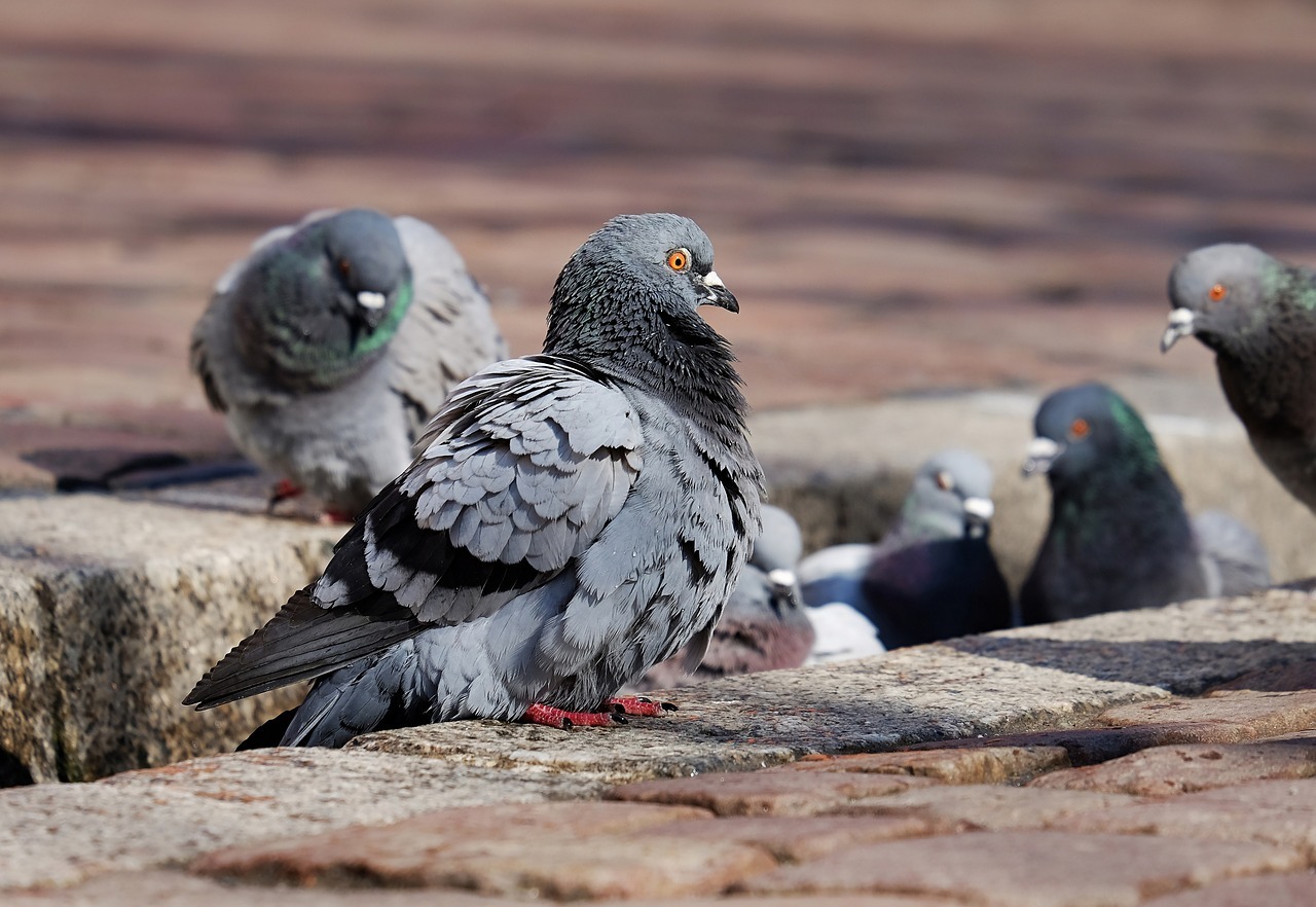 Tauben gehören schon seit langer Zeit zum Stadtbild. Doch die Tiere leiden wegen schlechter Ernährung häufig unter Krankheiten. Dagegen will die Stadt Füssen nun was unternehmen. (Symbolbild)