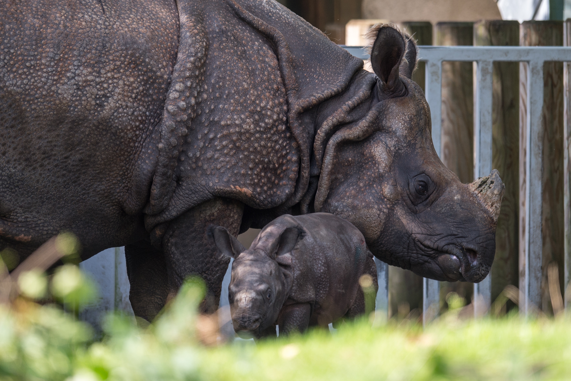 Traurige Nachrichten aus dem Zoo Hellabrunn: Nashorndame Rapti ist tot. Das Panzernashorn wurde 35 Jahre alt. (Archivbild mit Sohn Puri)