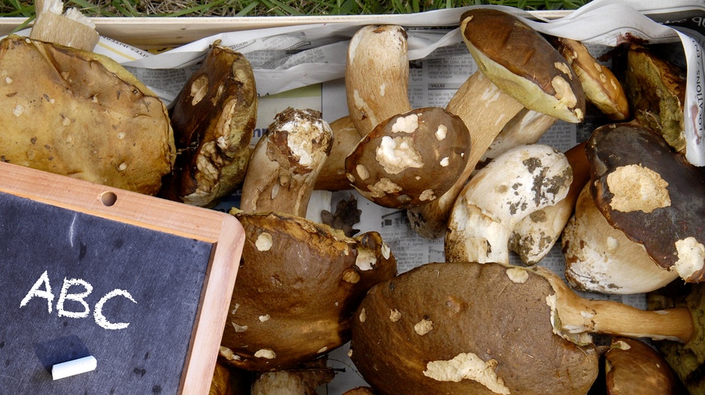 Korb mit underschiedlichen Pilzen, Schultafel mit Text "ABC". Von A wie Ausrüstung bis Z wie Zweifel - mit unserem Pilze-ABC kommen Sie lecker durch die Pilz-Saison | Bild: colourbox.com, Montage: BR