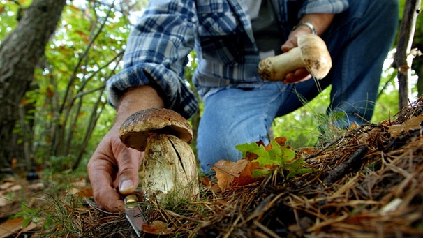 Mann schneidet Pilz im Wald ab | Bild: colourbox.com