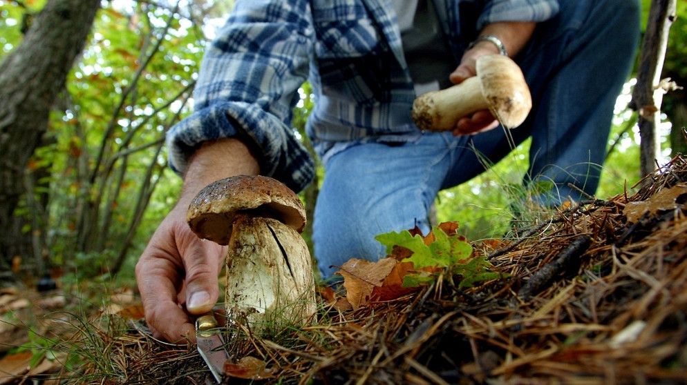 Mann schneidet Pilz im Wald ab | Bild: colourbox.com