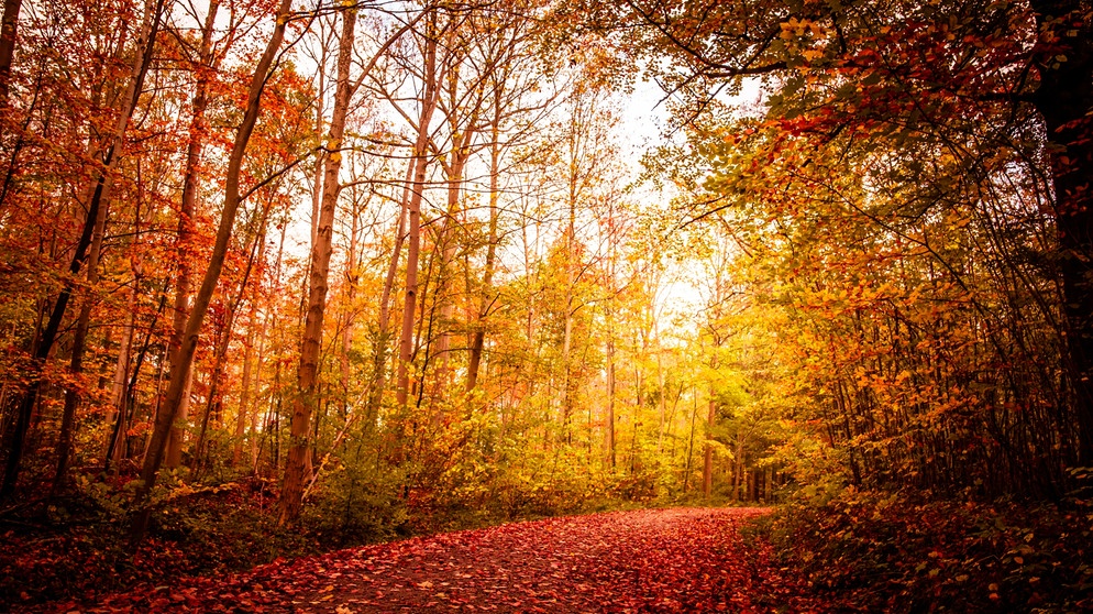 Bäume und Herbstlaub auf Waldweg. Im Herbst färben sich die Blätter bunt und fallen von den Bäumen. Wisst ihr, warum es so viele bunte Blätter im Herbst gibt und warum die Bäume ihre Blätter verlieren? Wir erklären euch, was hinter der Farbenpracht im Herbst steckt.  | Bild: colourbox.com