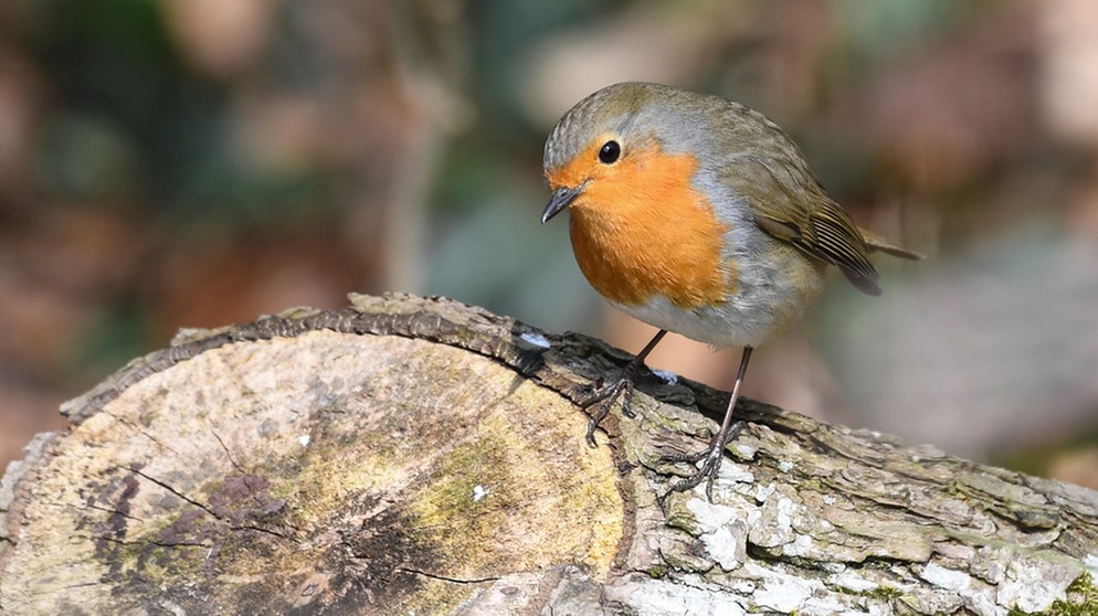 Ein Rotkehlchen sitzt am Ufer des Bodensees auf einem Baumstamm. 2021 wurde der unverwechselbare Vogel von den Deutschen zum Vogel des Jahres gewählt.   | Bild: dpa-Bildfunk/Felix Kästle