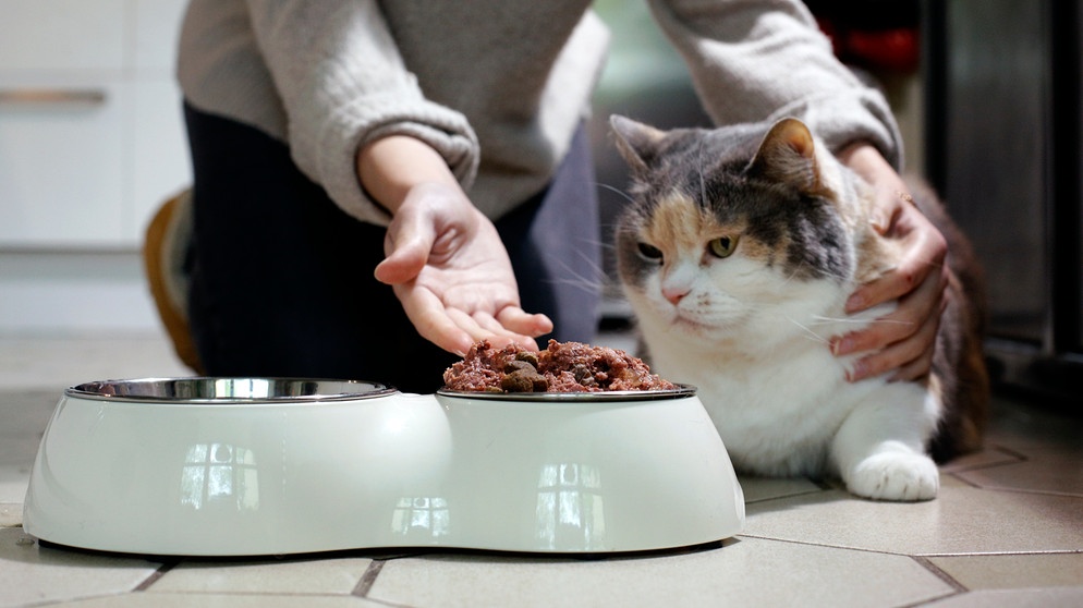 Ein Mädchen zeigt ihrer Katze das Katzenfutter. Auch Hunde und Katzen können an Demenz erkranken. Die Krankheit ist nicht heilbar, lässt sich aber hinauszögern. Was ihr tun könnt, um eurem Haustier zu helfen. | Bild: picture alliance / dpa Themendienst | Ina Fassbender