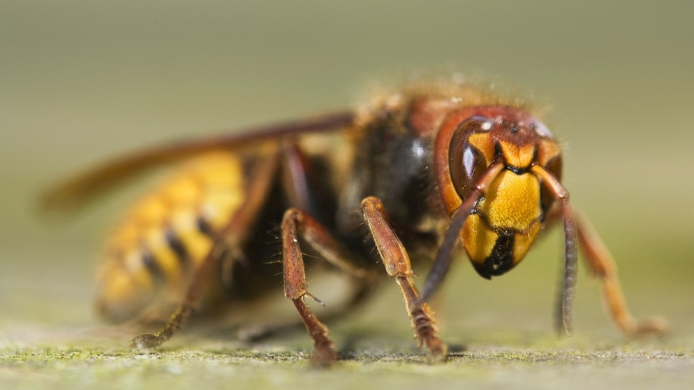 Die Hornisse gehört zur Familie der Faltenwespen, ist aber deutlich größer als die Wespe. | Bild: picture alliance / Arco Images GmbH