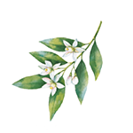 Fragrance Note: Neroli