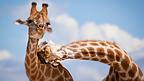 Girafas dando cabeçada (Prêmio ZSL de fotografia de animais)