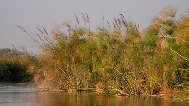 Pflanze im Wasser | Bild: Picture alliance/dpa